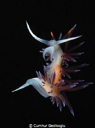 Cratena peregrina
Invisible swing by Cumhur Gedikoglu 